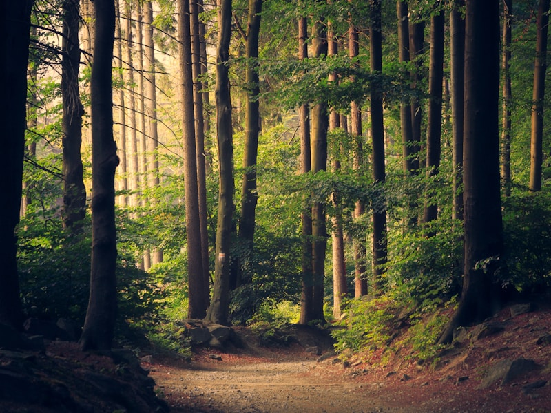 Optimización logística en operaciones forestales